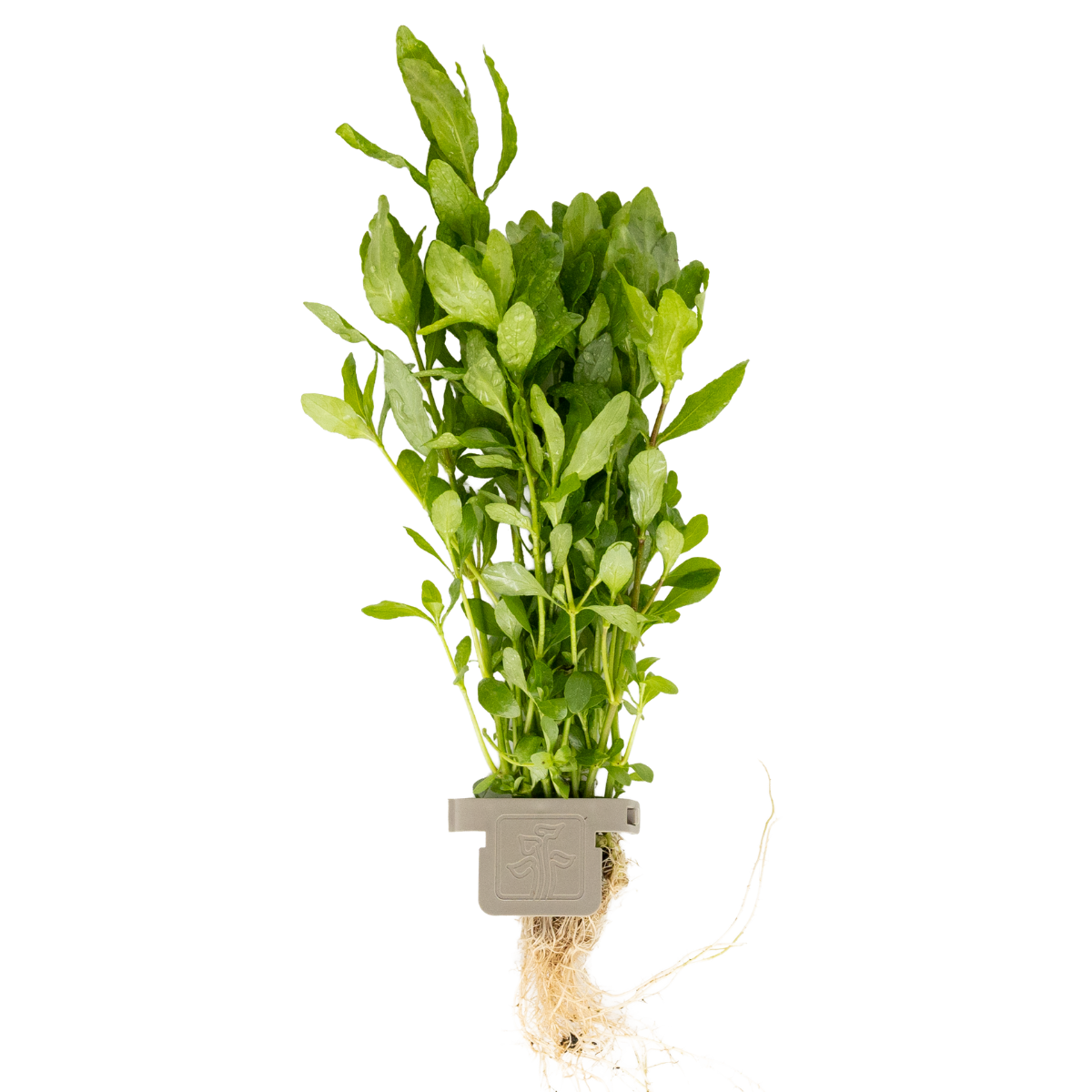 1-2-Grow! Weiß panaschierter Wasserfreund - Hygrophila polysperma White