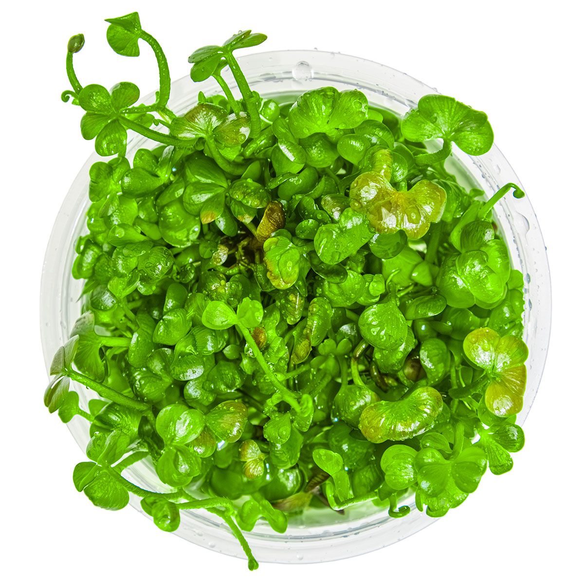 1-2-GROW! Zwergkleeblatt / Marsilea hirsuta