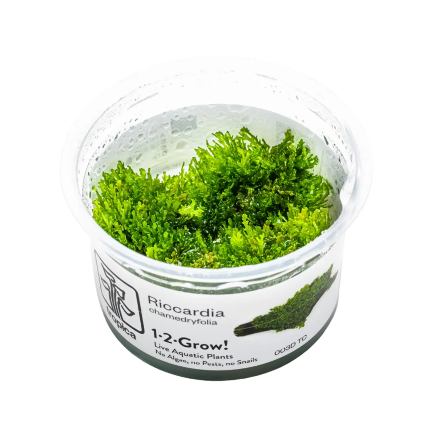 3 + 1 Bundle: Riccardia chamedryfolia - Tropica 1-2-Grow!