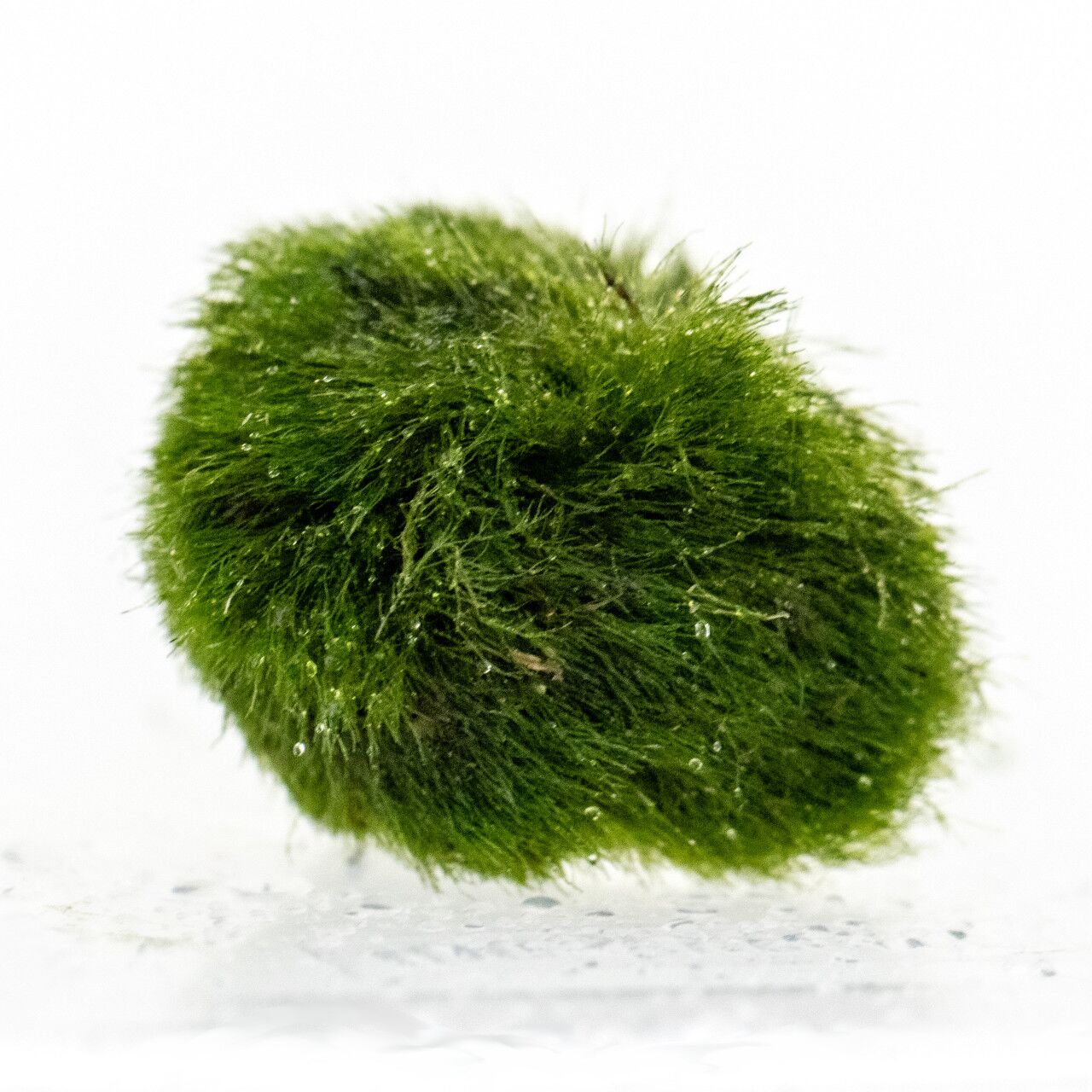 Aegagropila linnaei - Algenball