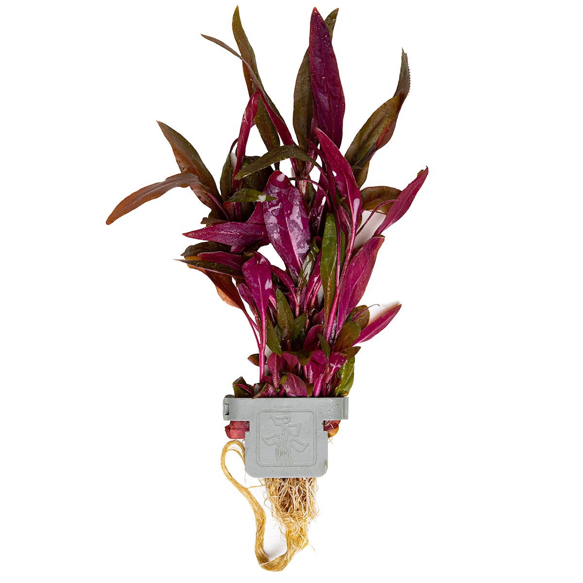 Alternanthera reineckii Pink, rosablättriges Papageienblatt - Tropica