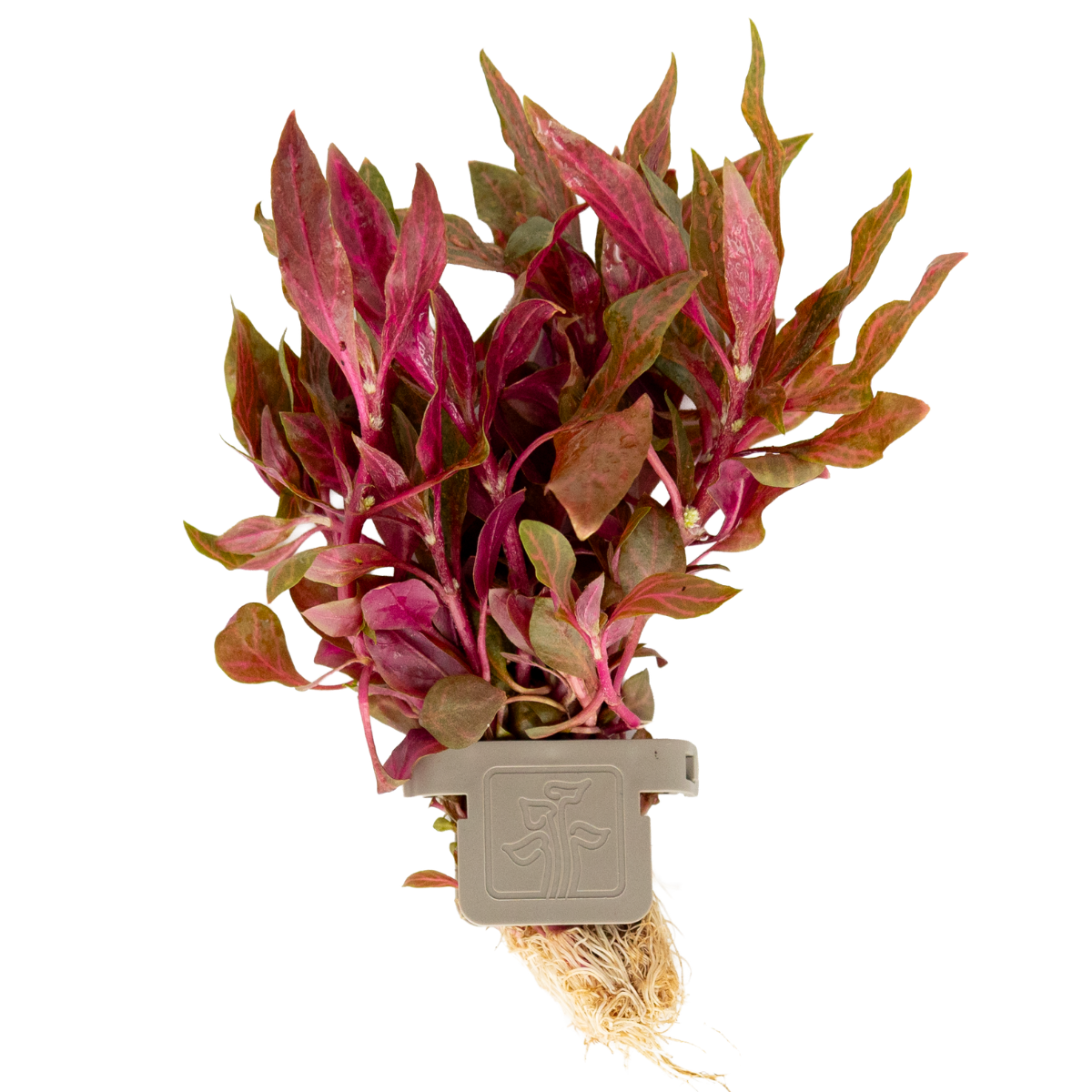 Alternanthera reineckii 'Rosanervig' | Rosanerviges Papageienblatt Aqu
