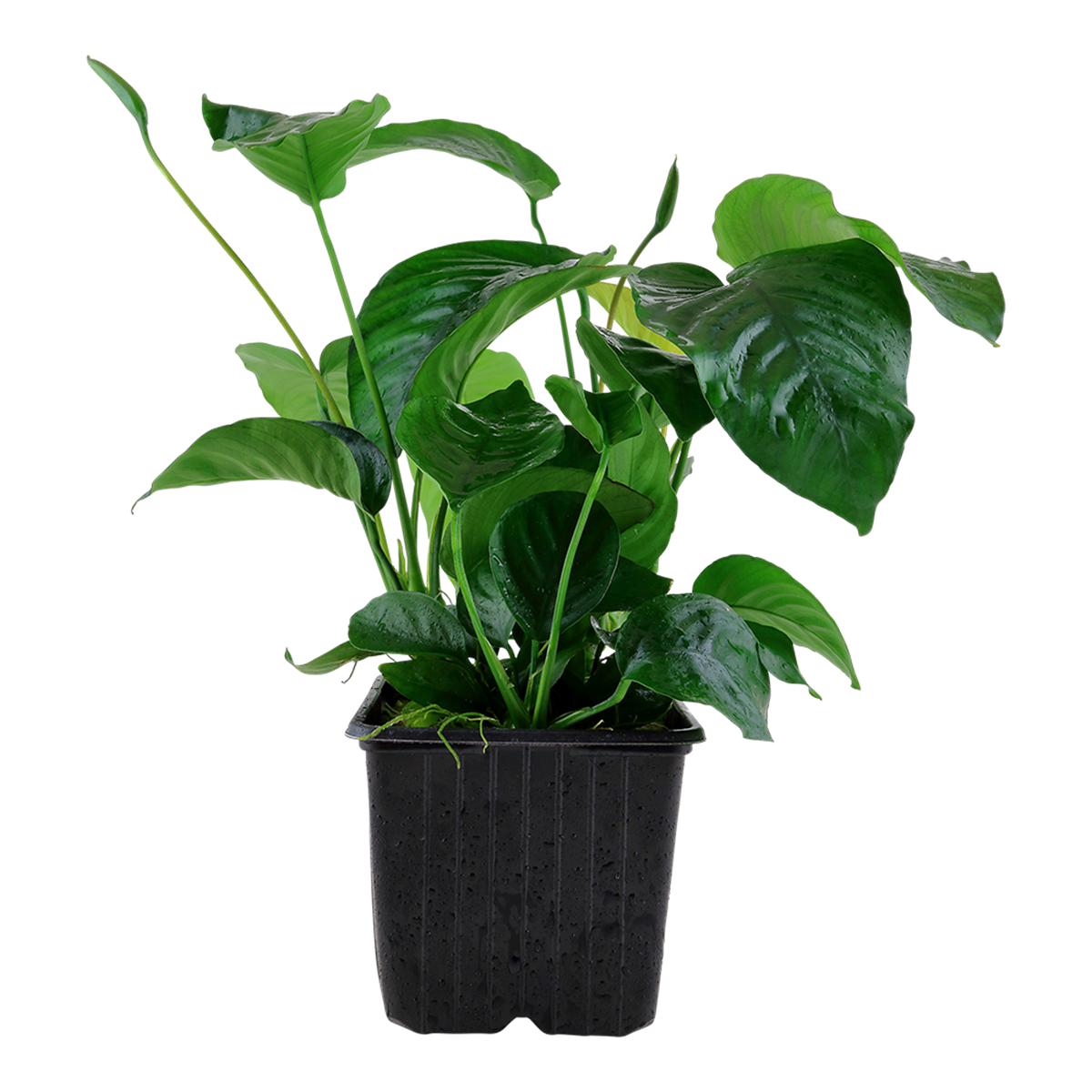 Anubias barteri var. caladifolia - Tropica 101U