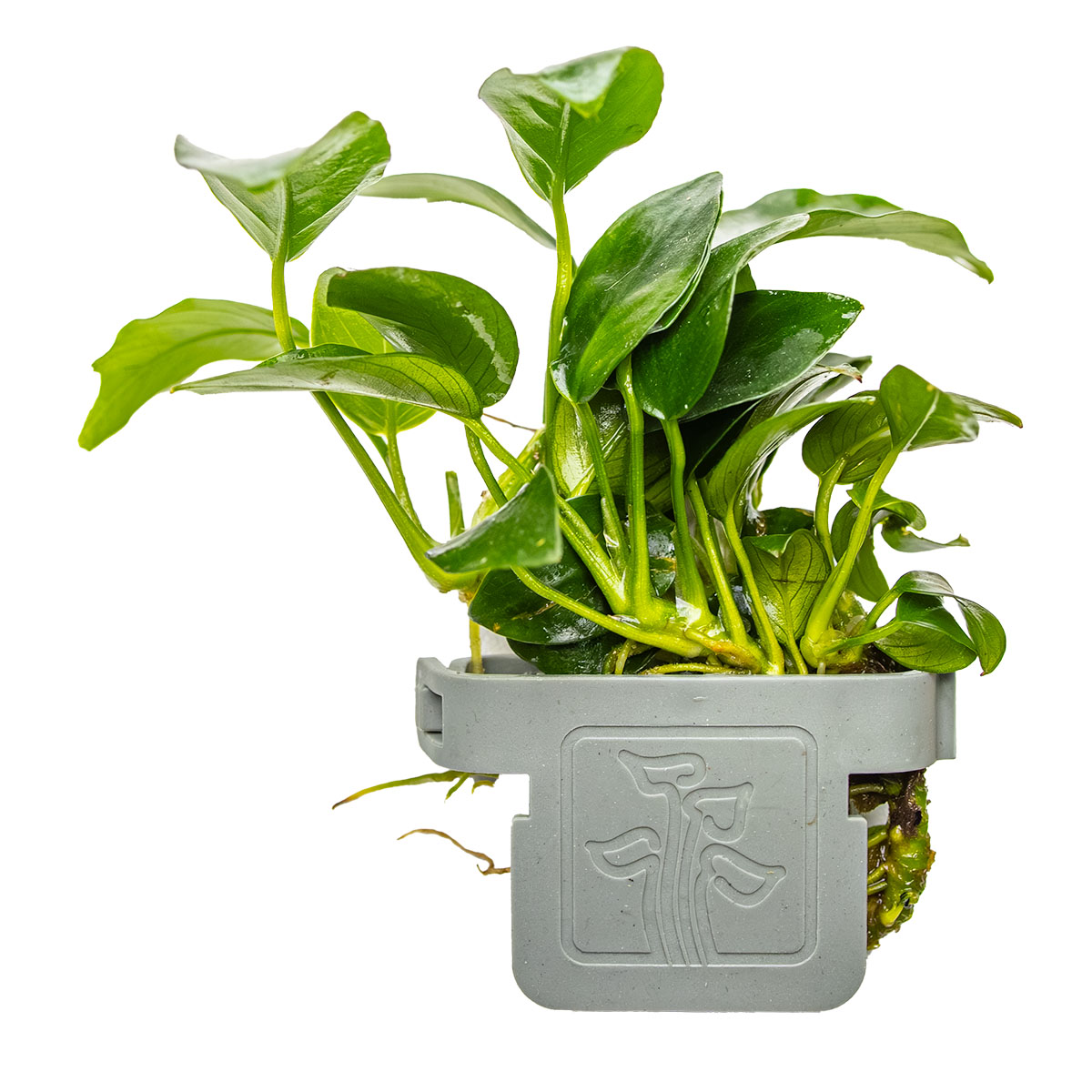 Anubias barteri 'Petite' - Tropica 101H - Topf