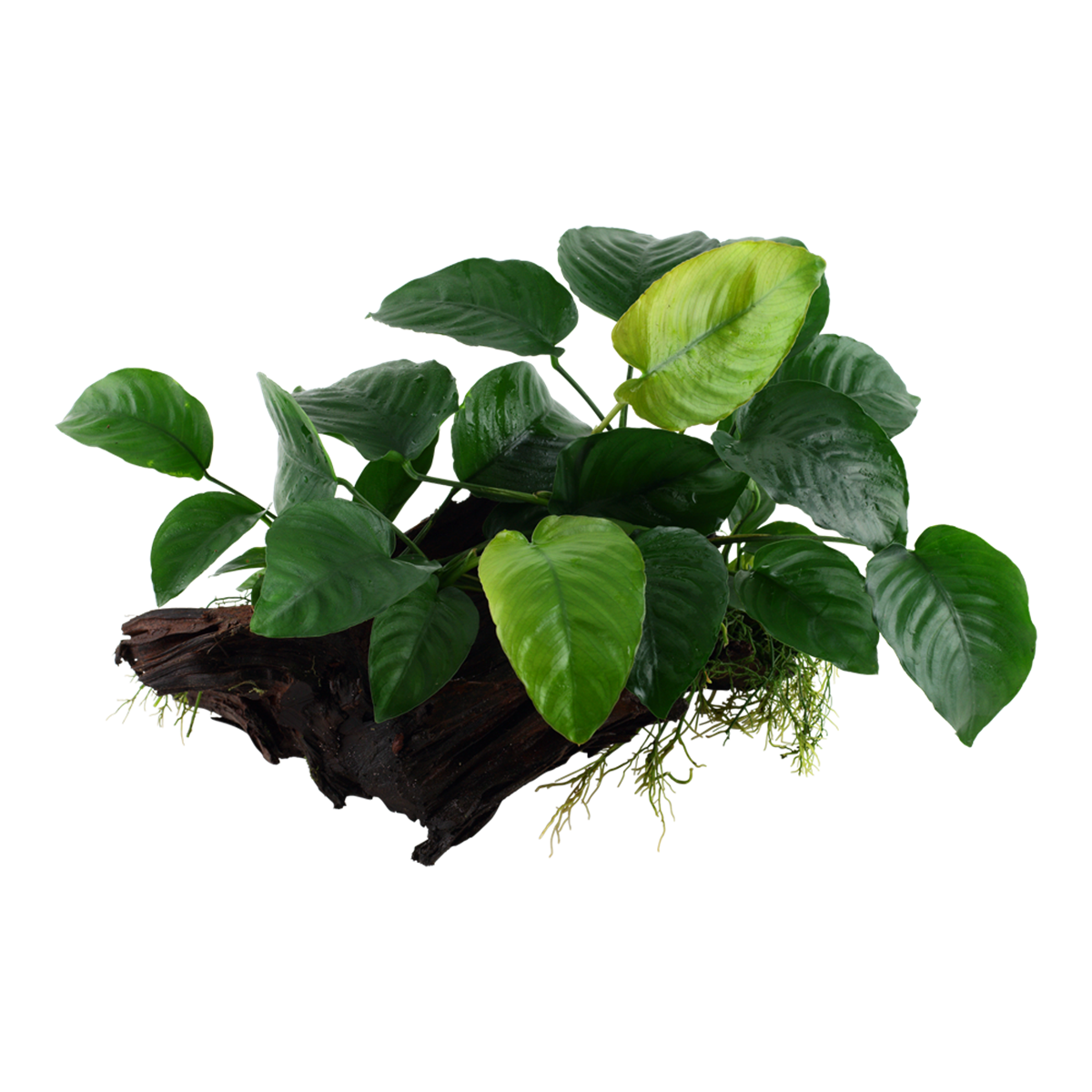 Anubias barteri sp. - Tropica Pflanze auf Wurzeln (XL)