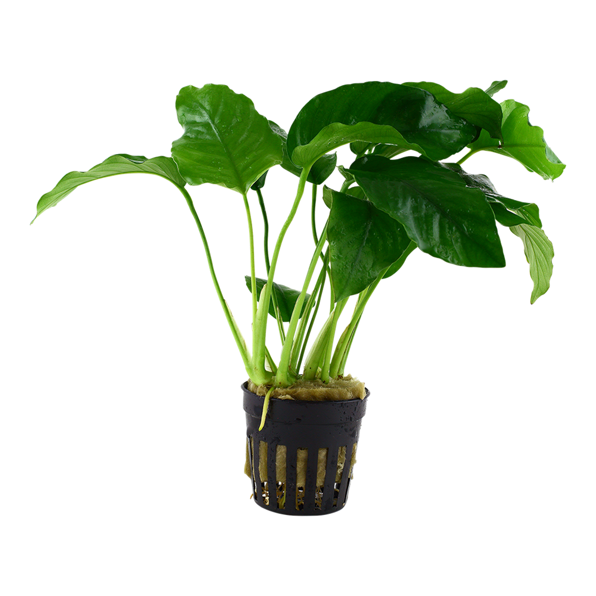 Anubias barteri var. barteri - Tropica 101A - Topf