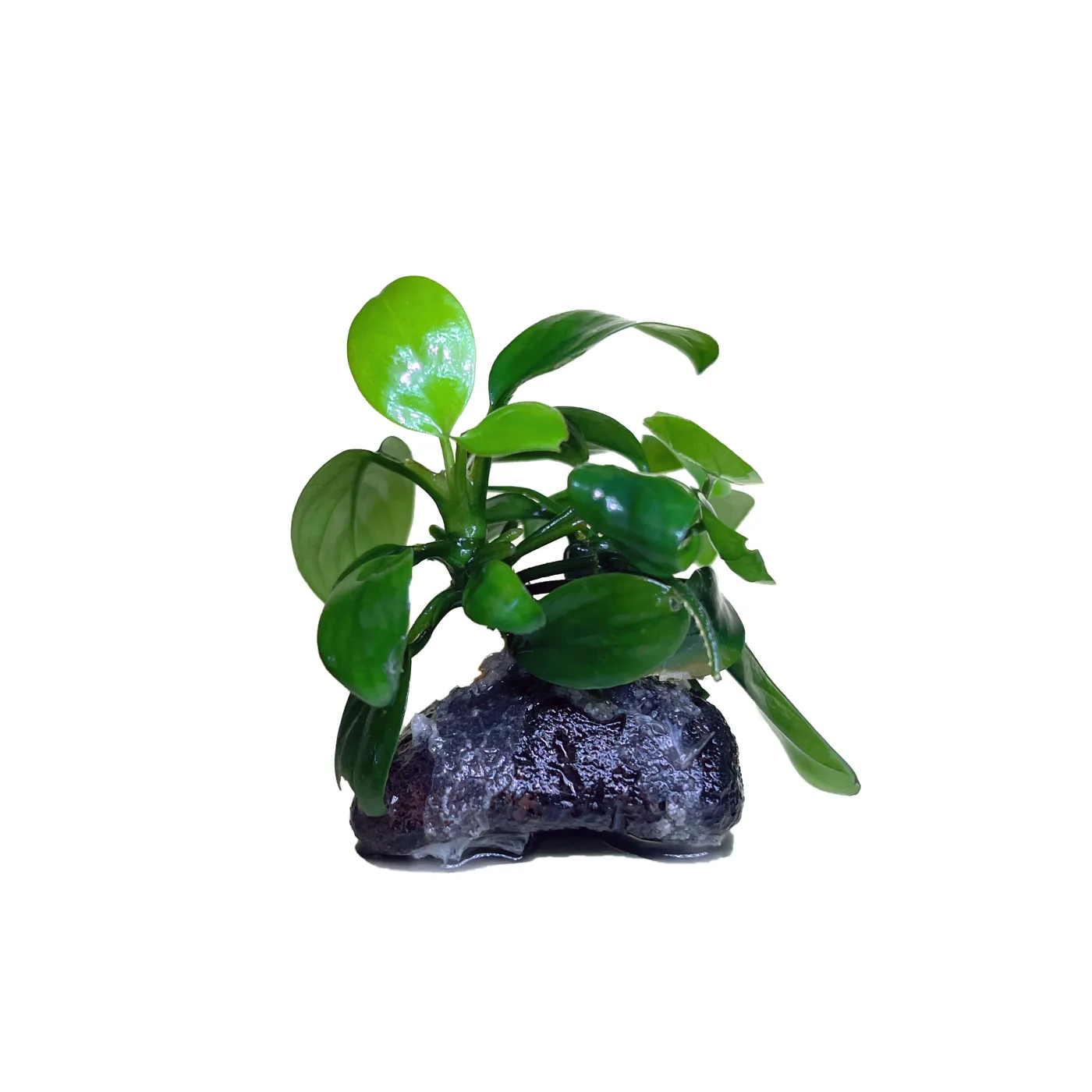 Anubias barteri var. nana - auf Lavastein