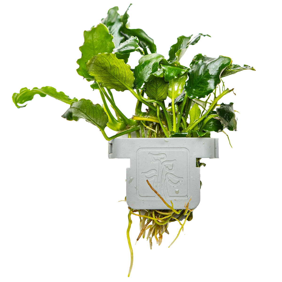 Anubias barteri var. nana 'Mini' - in Vitro XL