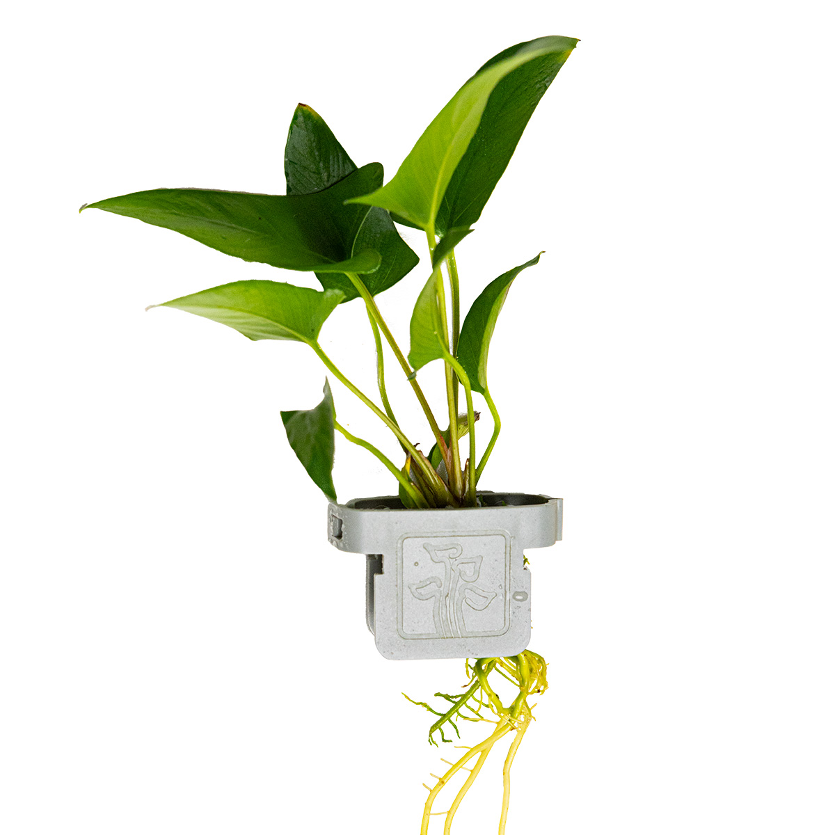 Anubias gracilis - Tropica 101D - Topf