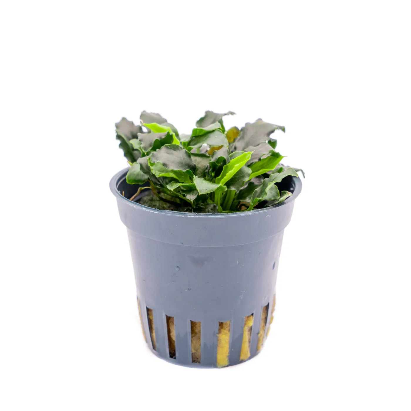 Anubias nana 'Kirin' Mini