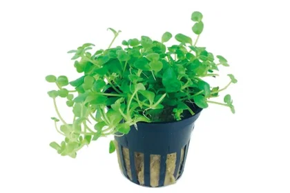 Bacopa australis