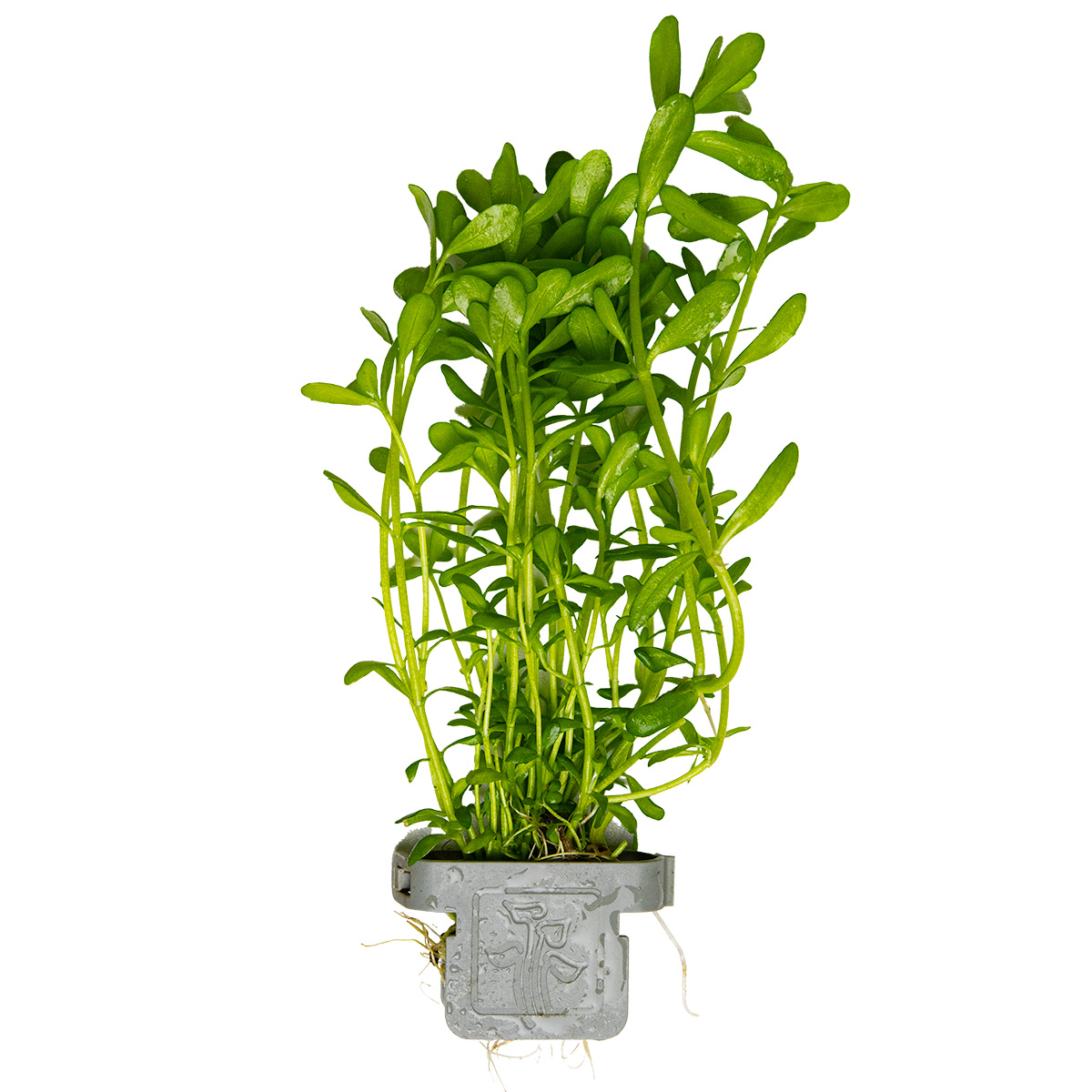 Bacopa monnieri Compact - Tropica 044A - Topf
