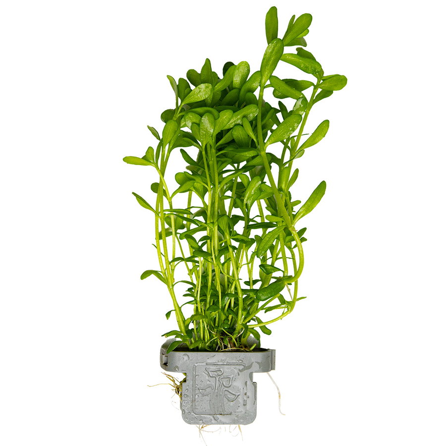 Bacopa monnieri Compact - Tropica 044A - Topf