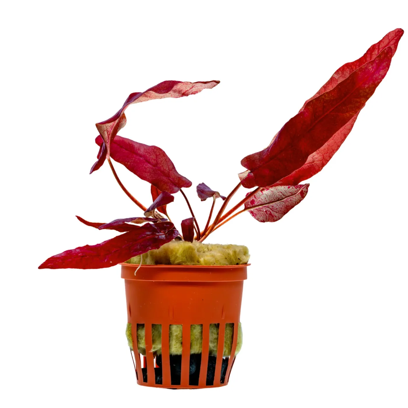 Barclaya longifolia