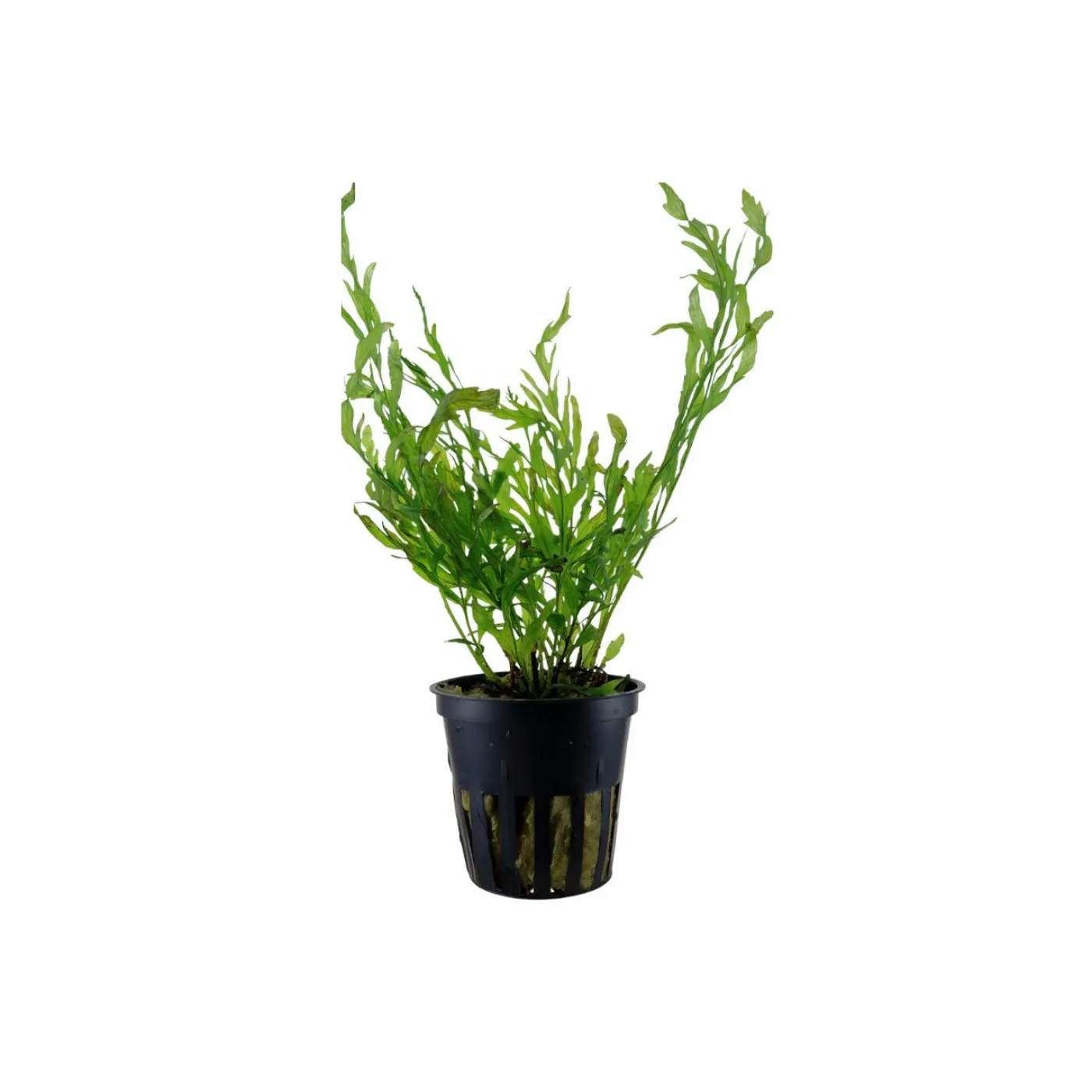 Bolbitis heudelotii / Kongofarn