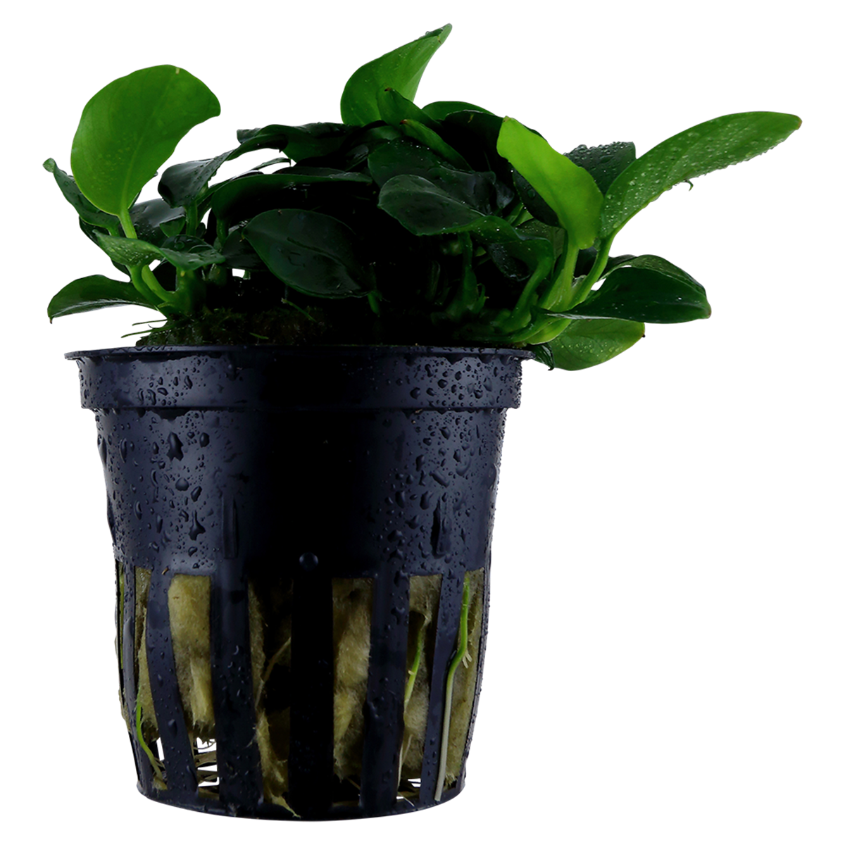 Bonsai-Zwergspeerblatt - Anubias 'Petite' - Tropica Topf