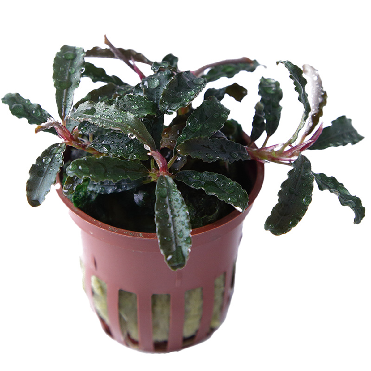 Bucephalandra 'Kedagang' 1-2-Grow!