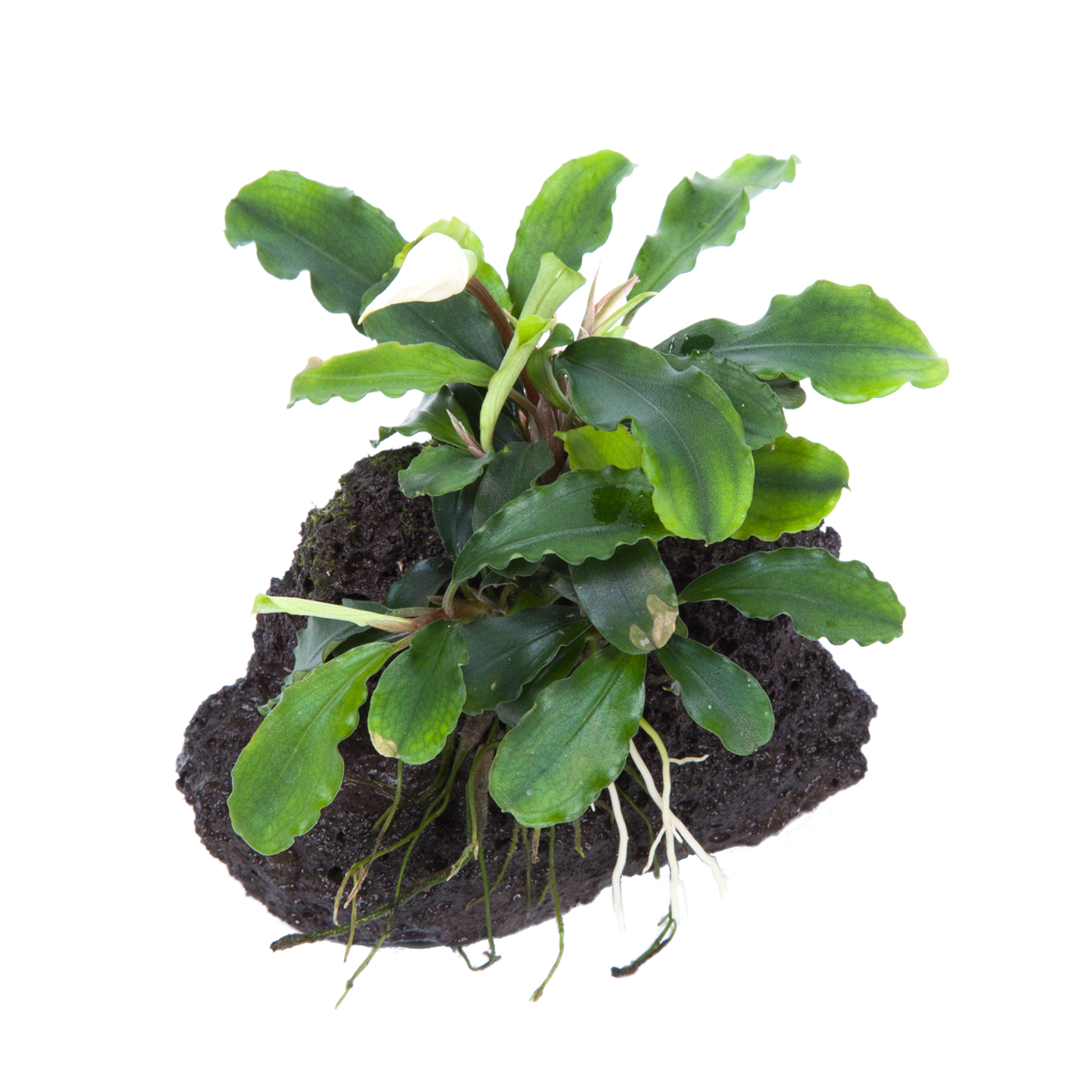 Bucephalandra pygmaea Wavy Green auf Lavastein - Tropica