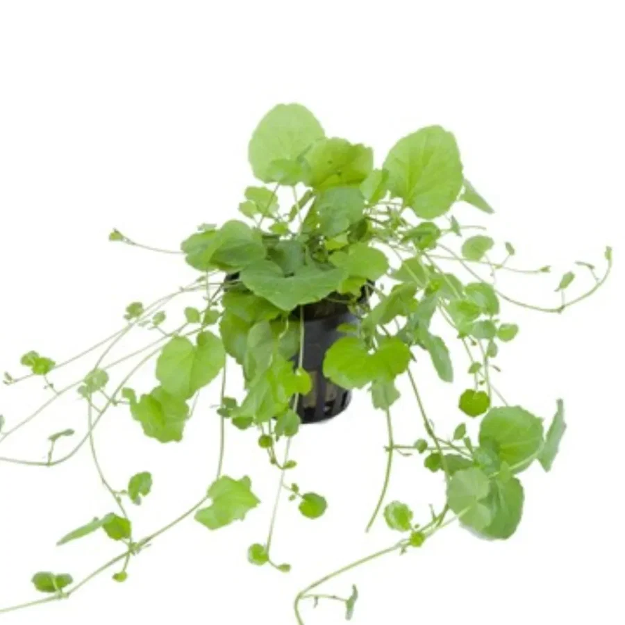 Cardamine lyrata