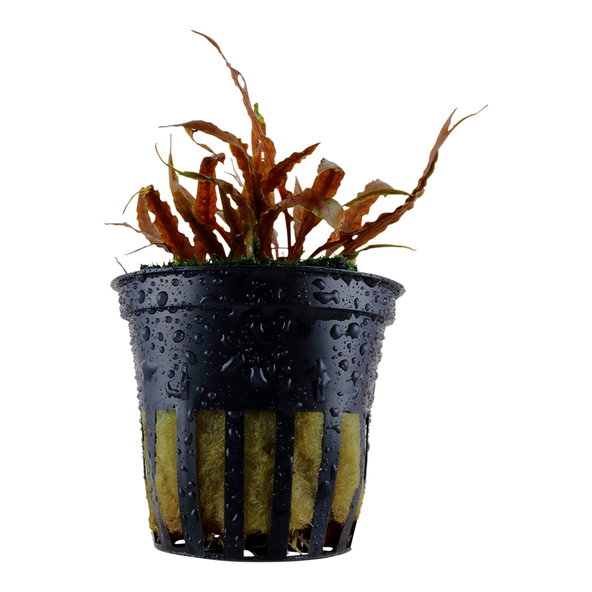 Cryptocoryne albida 'brown'