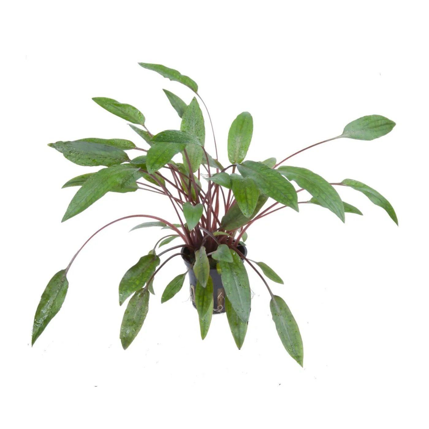 Cryptocoryne beckettii 'Petchii'
