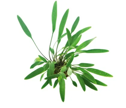 Cryptocoryne lucens