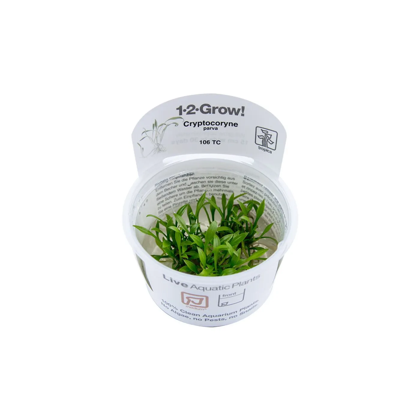 Cryptocoryne parva - Kleiner Wasserkelch - Tropica 106 TC - Topf
