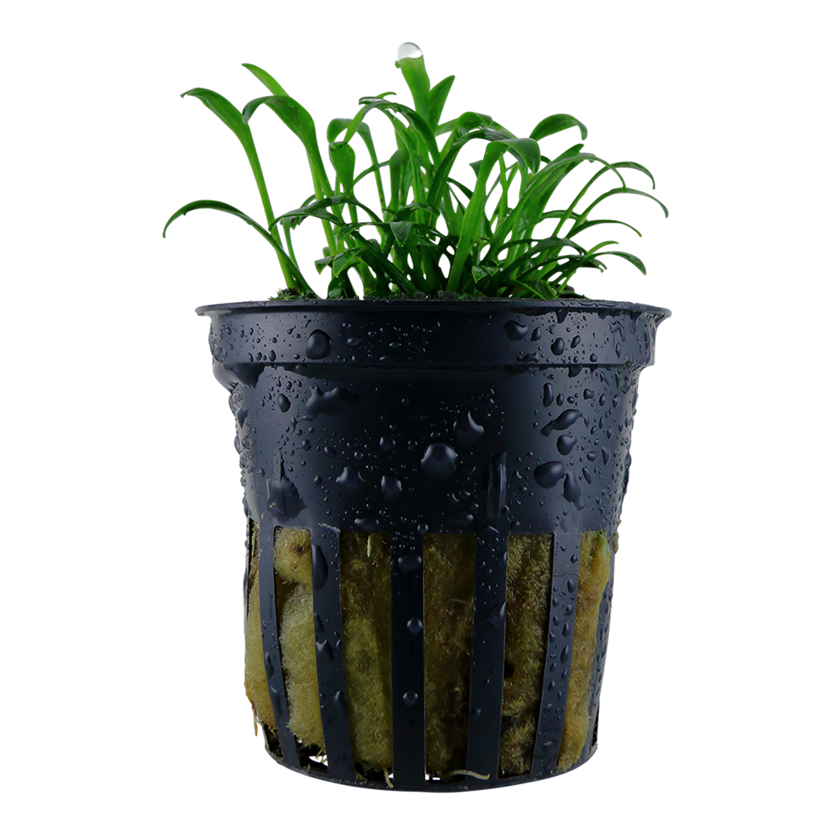 Cryptocoryne parva
