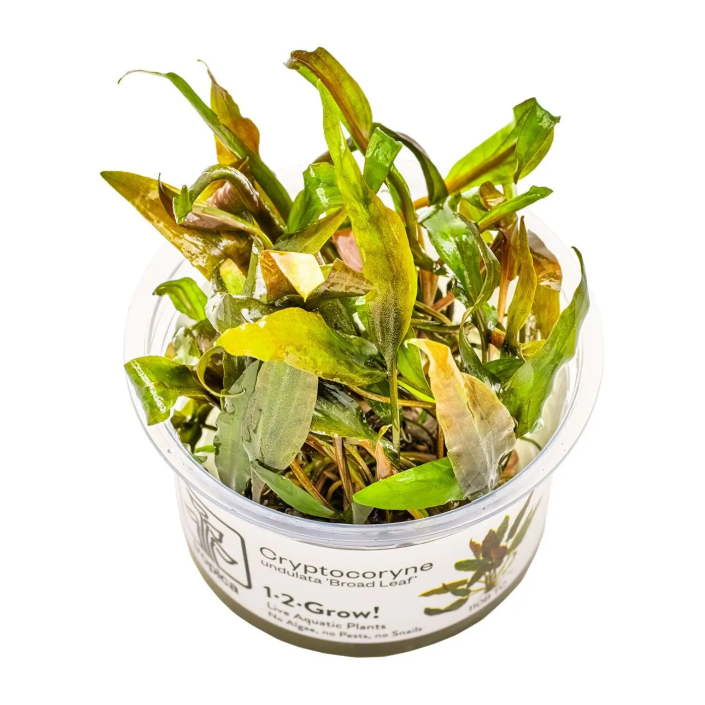 Cryptocoryne undulatus Broad Leaf 1-2-Grow! - Tropica 110B TC - In Vit
