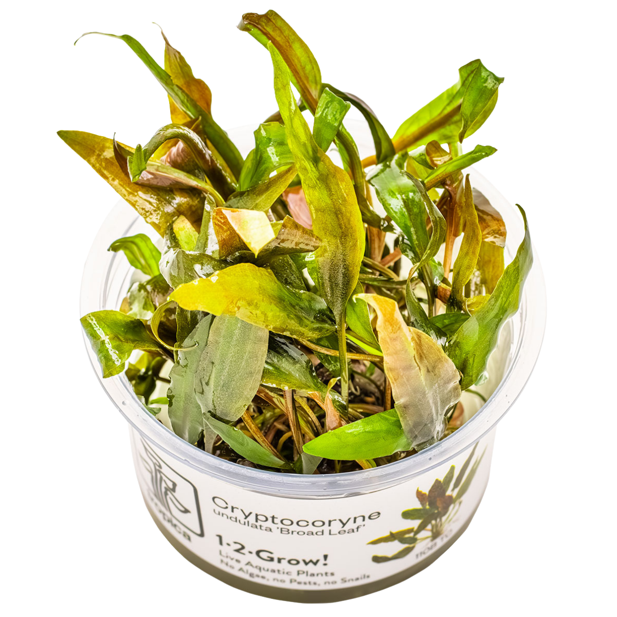 Cryptocoryne undulata 'Broad Leaves' - Topf