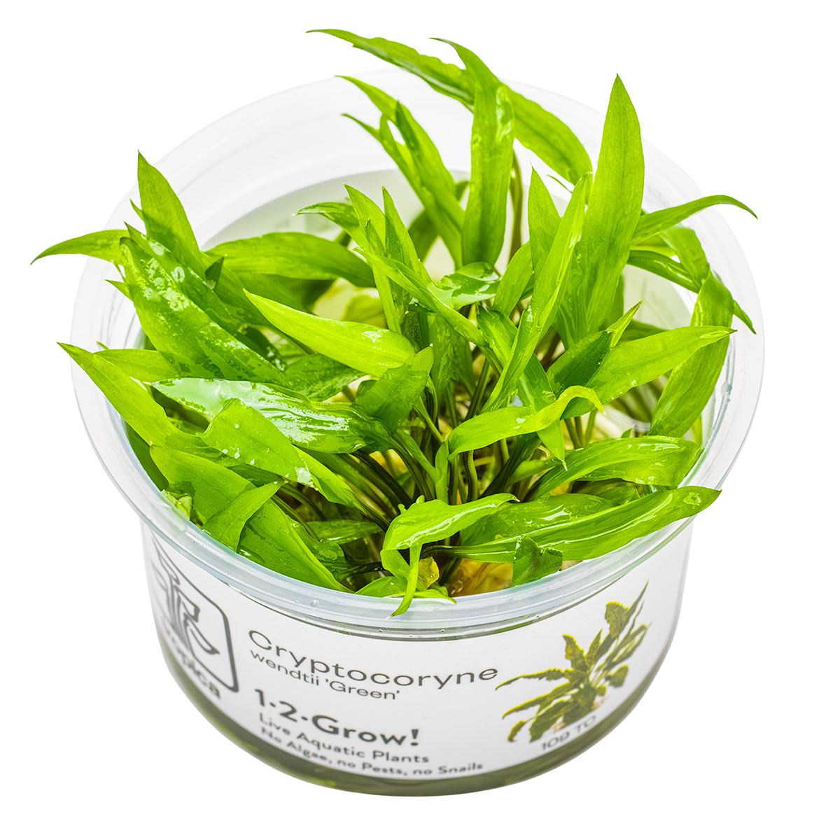 Cryptocoryne wendtii "Green" - 1-2-GROW!