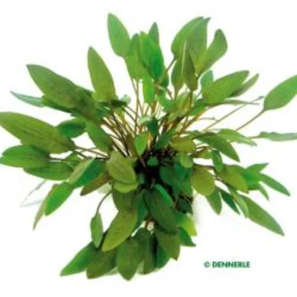 Cryptocoryne wendtii 'Kompakt'
