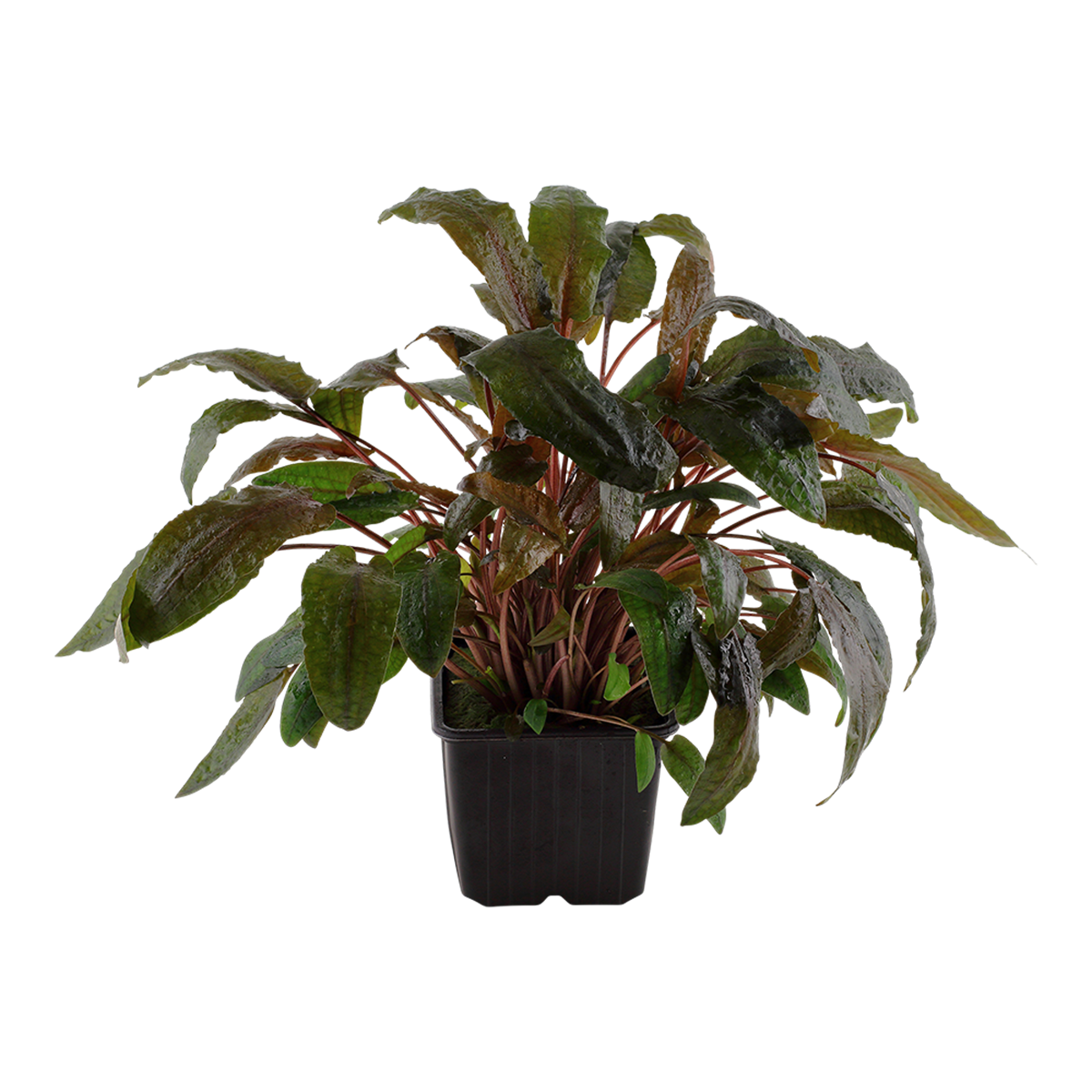Cryptocoryne wendtii 'Tropica'
