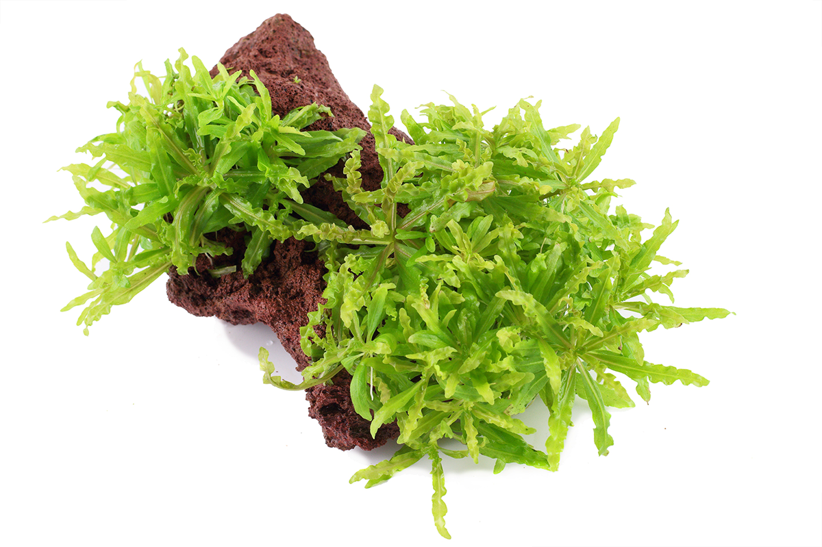 Daonoi - Pogostemon helferi - Tropica Pflanze auf Lavastein