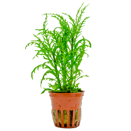 Hygrophila difformis - Topf
