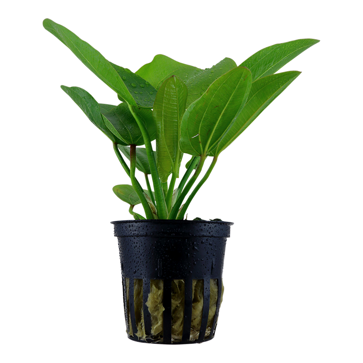 Echinodorus 'Aquartica' - Topf