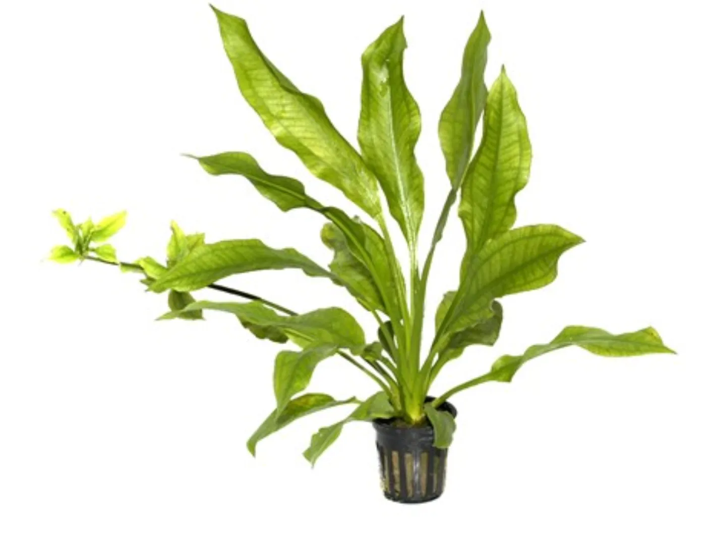 Echinodorus grisebachi 'Bleherae'