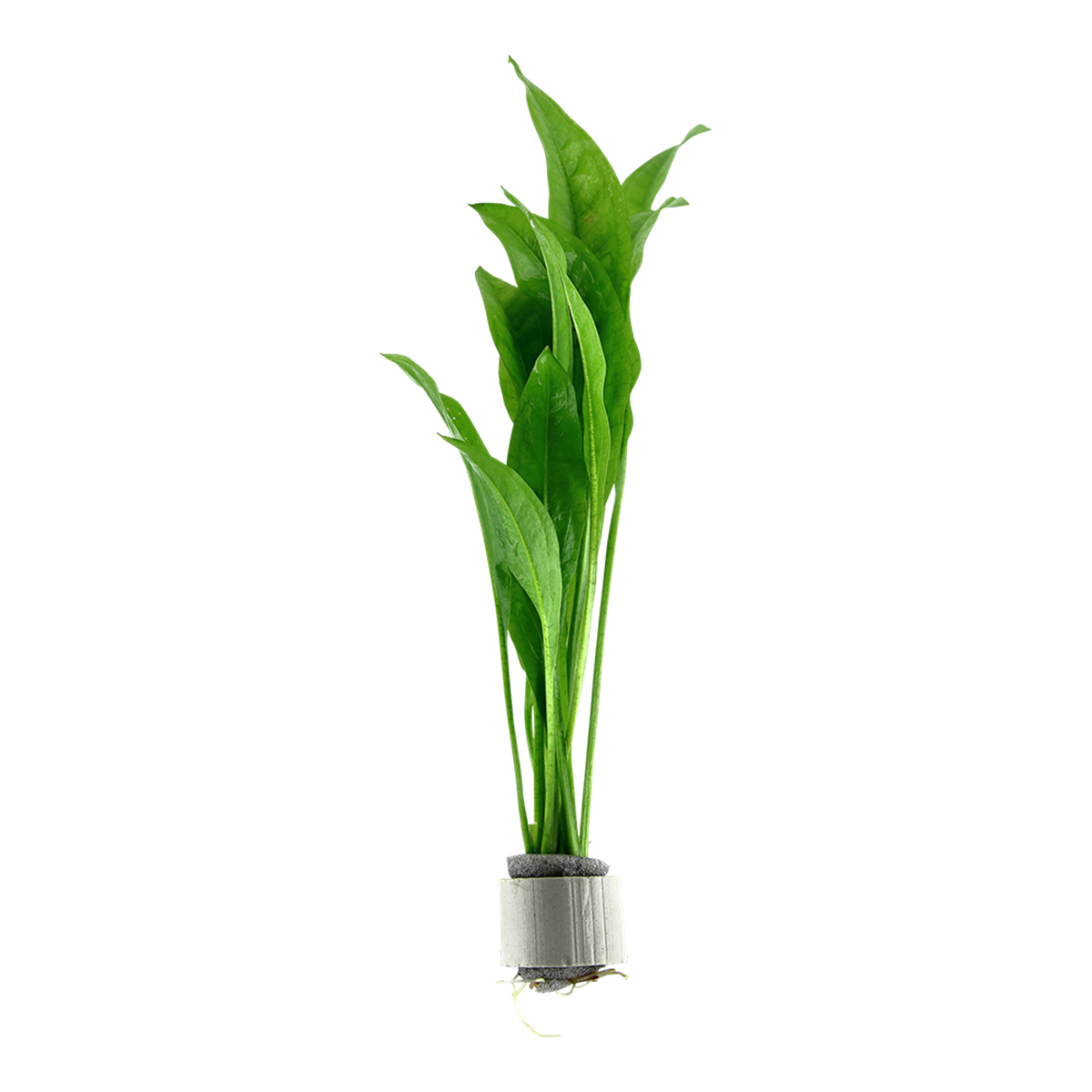 Echinodorus grisebachii Bleherae - Tropica 071 - Topf