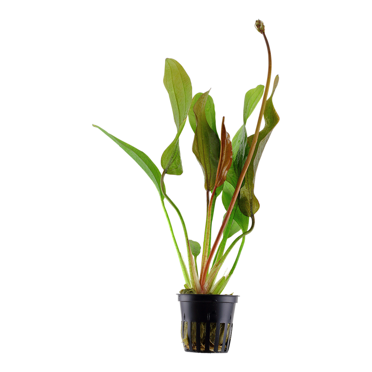 Echinodorus 'Red Diamond' - Tropica Topf