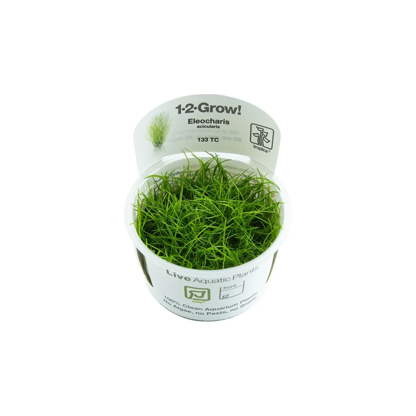 Eleocharis acicularis 1-2-Grow! - Tropica 133 TC - In Vitro