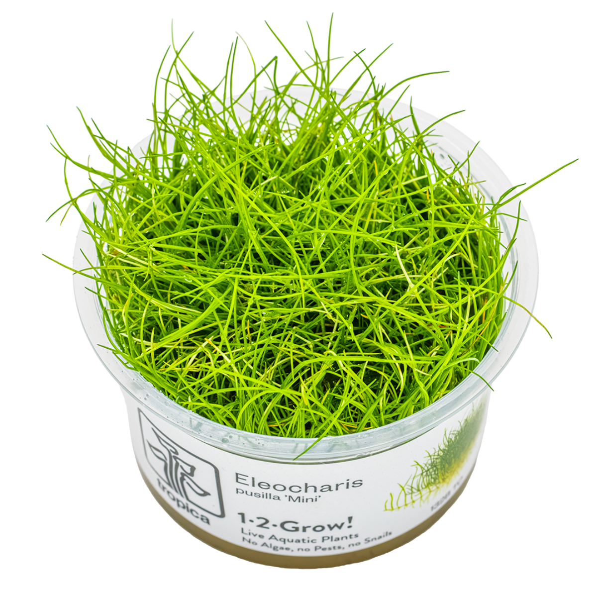 Eleocharis sp. 'Mini'