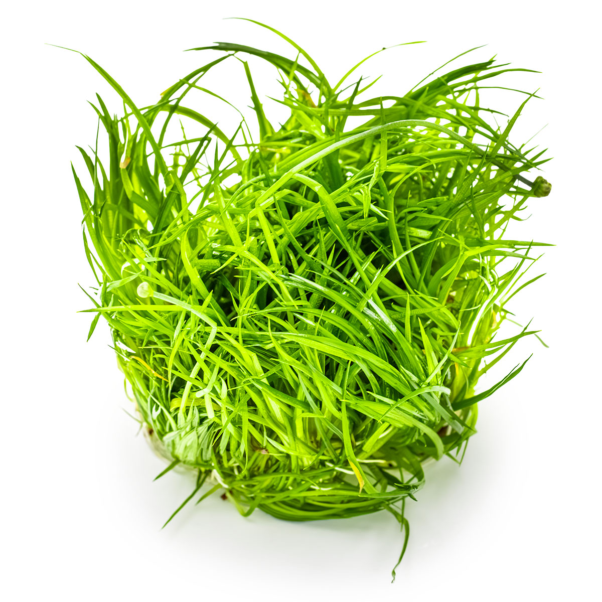 Eriocaulon cinereum - 1-2-GROW!
