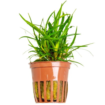 Eriocaulon sp. "Vietnam"