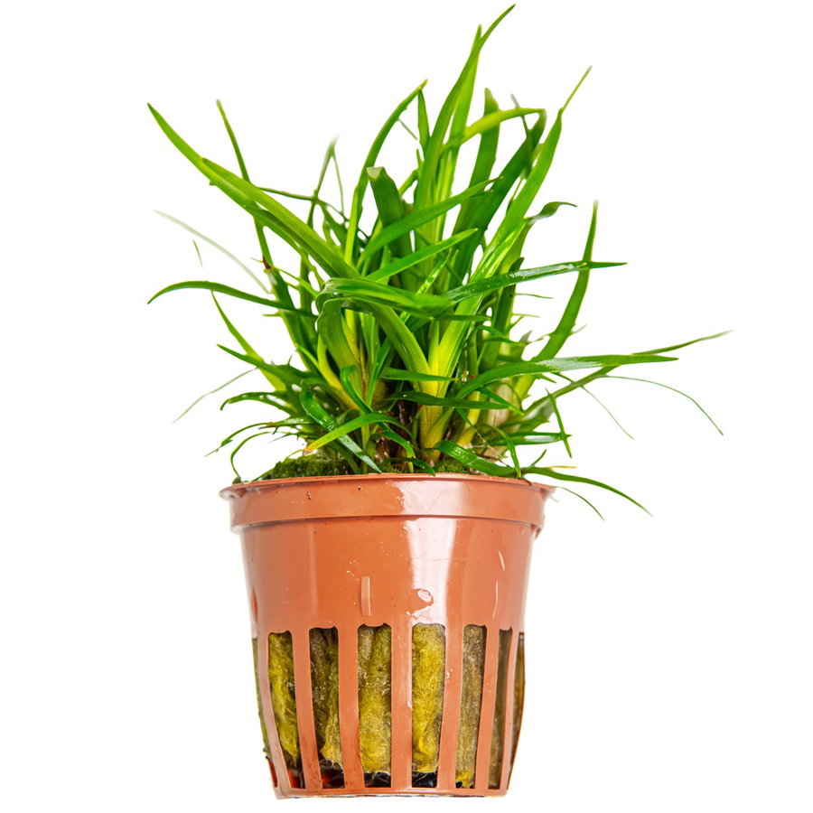 Eriocaulon sp. "Vietnam"