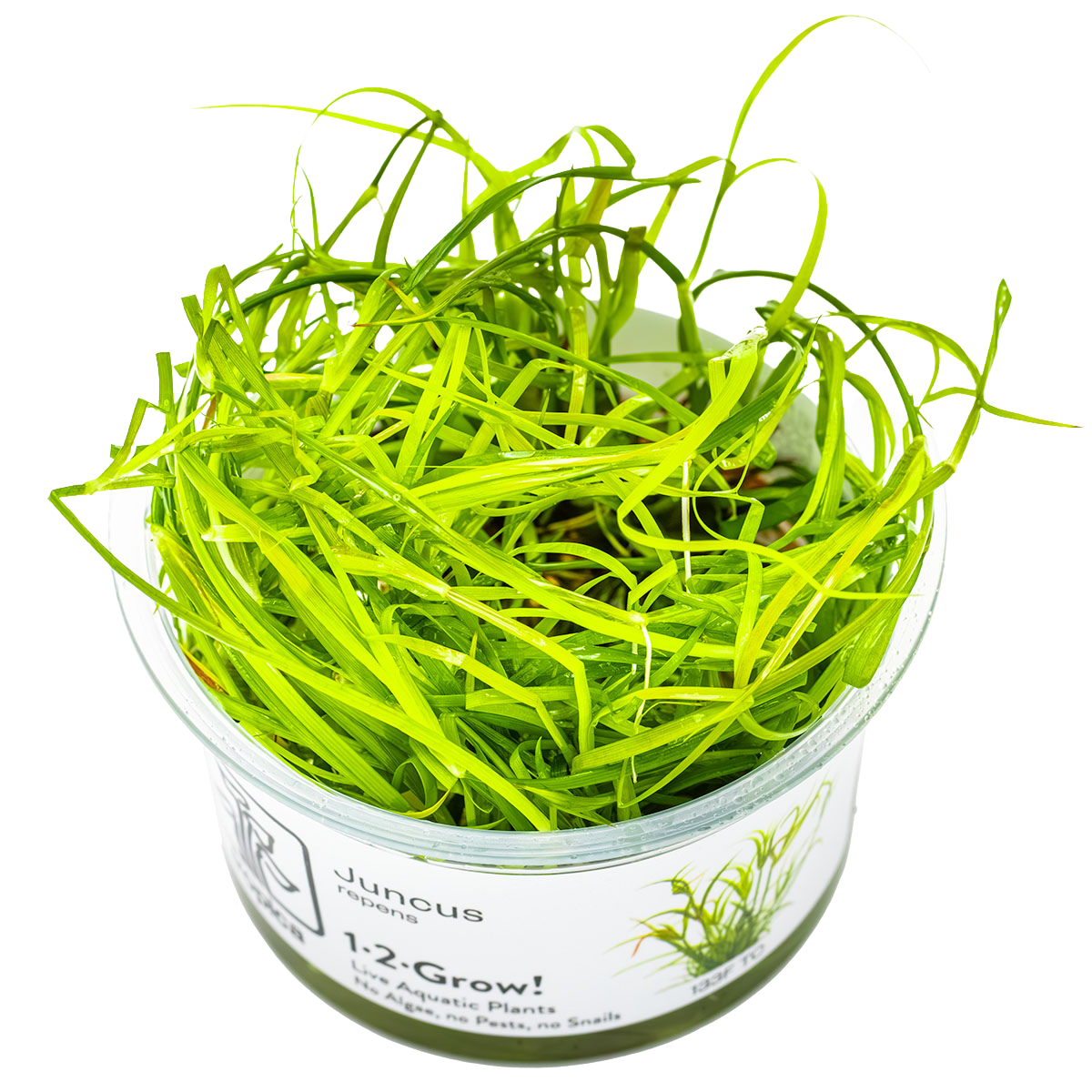 Grasartiges Binsengewächs - Juncus repens - Tropica InVitro