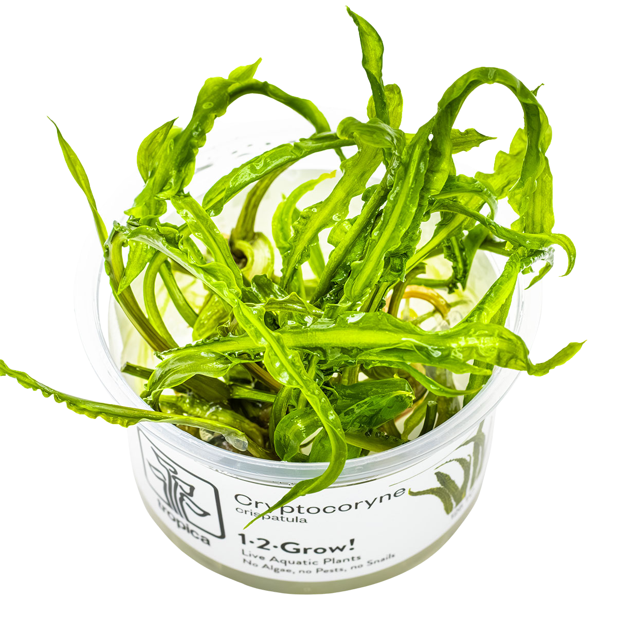 Grasblättriger Wasserkelch - Cryptocoryne crispatula - Tropica InVitro