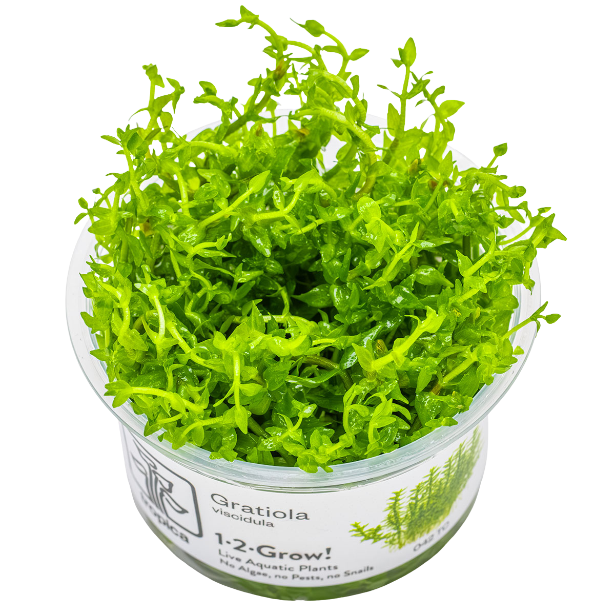 Gratiola viscidula 1-2-Grow! - Tropica 042 TC - In Vitro