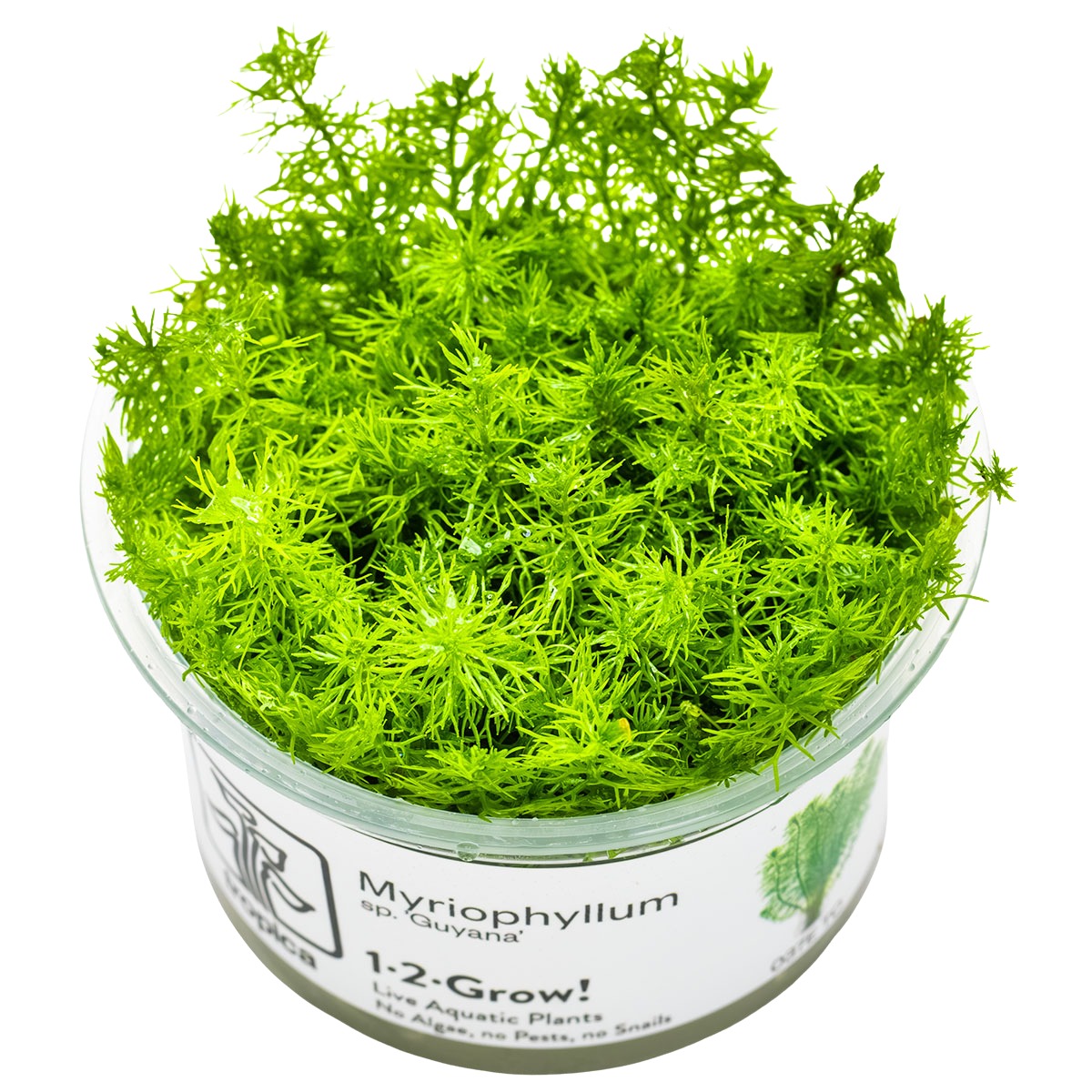 Guyana-Tausenblatt - Myriophyllum sp. Guyana - Tropica InVitro