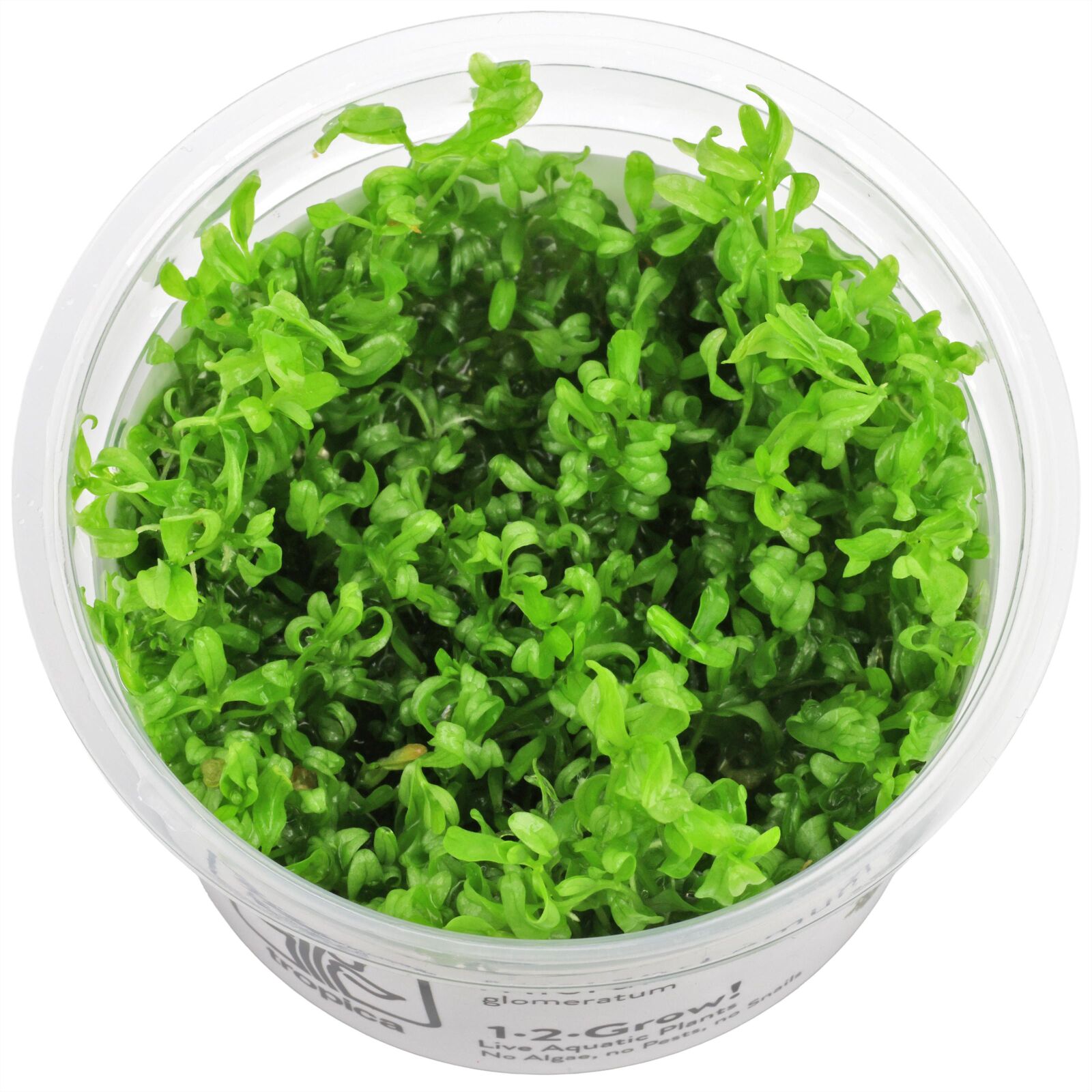 Hemianthus glomeratus - 1-2-GROW!