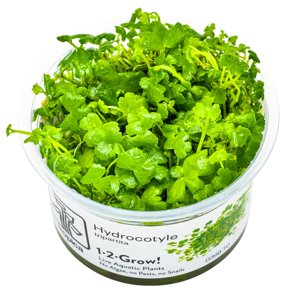 Hydrocotyle tripartita 1-2-Grow! - Tropica 039 TC - In Vitro